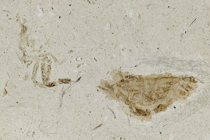 Fossil Pea Crab (Pinnixa) From California - Miocene #128097